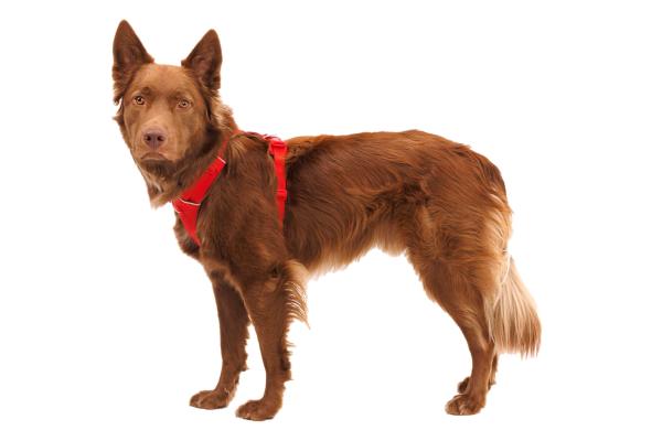 Ruffwear Front Range Geschirr Red Canyon Gr. S